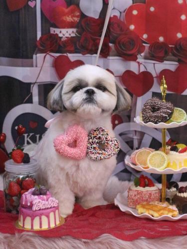 20250224みたらしちゃん